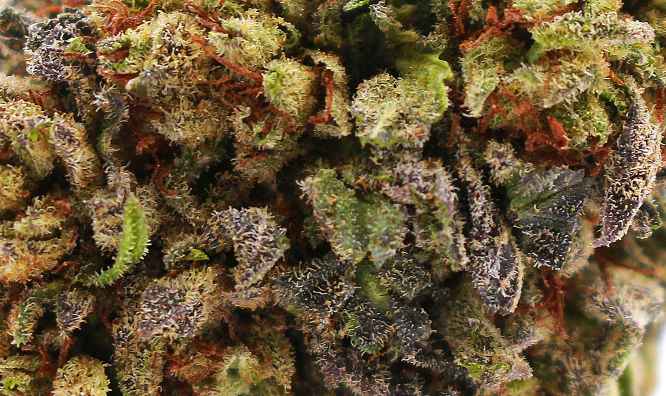 9 Highest CBD Hemp Flower Strains 2020